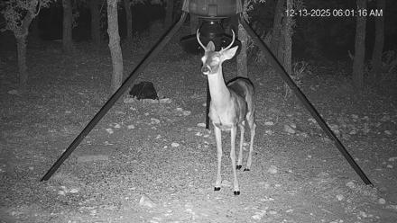 Texas Deer Feeder Live Webcam - Dec 13, 2025, 6:02am CST