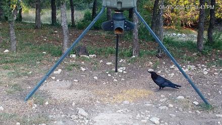 Texas Deer Feeder Live Webcam - Aug 7, 2025, 7:32pm CDT