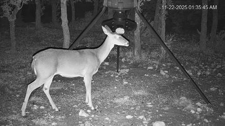 Texas Deer Feeder Live Webcam - Nov 22, 2025, 1:36am CST