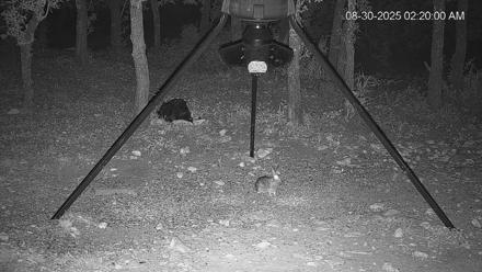Texas Deer Feeder Live Webcam - Aug 30, 2025, 2:20am CDT