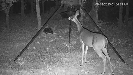 Texas Deer Feeder Live Webcam - Sep 28, 2025, 1:55am CDT