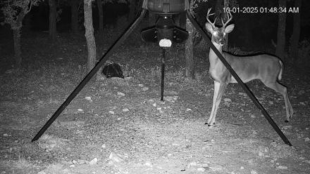 Texas Deer Feeder Live Webcam - Oct 1, 2025, 1:49am CDT