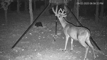 Texas Deer Feeder Live Webcam - Sep 2, 2025, 8:59pm CDT