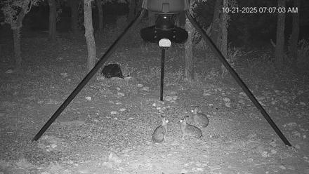 Texas Deer Feeder Live Webcam - Oct 21, 2025, 7:07am CDT