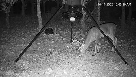 Texas Deer Feeder Live Webcam - Oct 14, 2025, 12:41am CDT