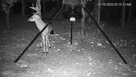 Texas Deer Feeder Live Webcam - Dec 10, 2025, 2:15am CST