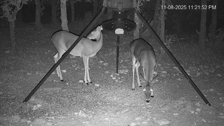 Texas Deer Feeder Live Webcam - Nov 8, 2025, 11:22pm CST