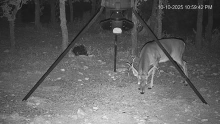 Texas Deer Feeder Live Webcam - Oct 10, 2025, 11:00pm CDT