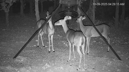 Texas Deer Feeder Live Webcam - Oct 9, 2025, 4:29am CDT