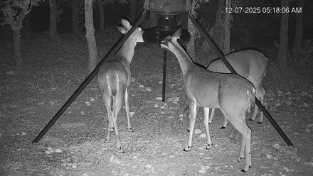 Texas Deer Feeder Live Webcam - Dec 7, 2025, 5:18am CST
