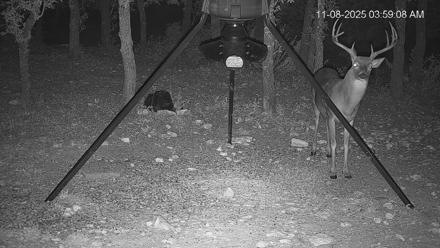 Texas Deer Feeder Live Webcam - Nov 8, 2025, 3:59am CST