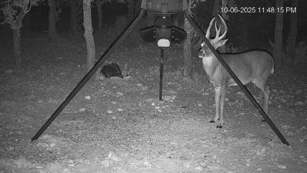 Texas Deer Feeder Live Webcam - Oct 6, 2025, 11:48pm CDT