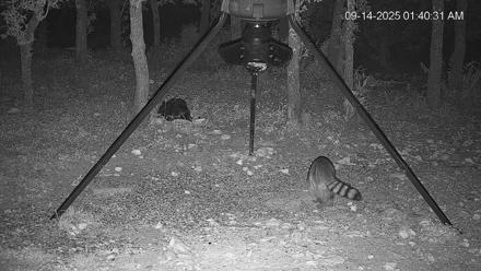 Texas Deer Feeder Live Webcam - Sep 14, 2025, 1:41am CDT
