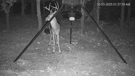 Texas Deer Feeder Live Webcam - Oct 3, 2025, 1:38am CDT