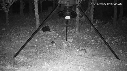 Texas Deer Feeder Live Webcam - Oct 14, 2025, 12:38am CDT