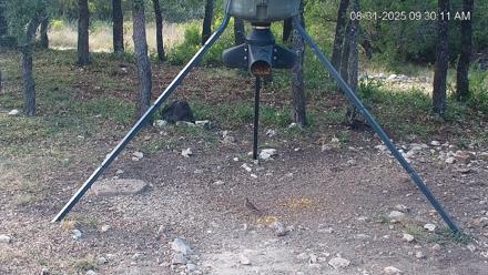 Texas Deer Feeder Live Webcam - Aug 31, 2025, 9:30am CDT