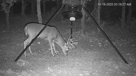 Texas Deer Feeder Live Webcam - Oct 19, 2025, 3:20am CDT