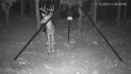 Texas Deer Feeder Live Webcam - Nov 15, 2025, 11:40pm CST