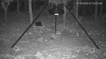 Texas Deer Feeder Live Webcam - Oct 29, 2025, 7:14am CDT
