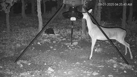 Texas Deer Feeder Live Webcam - Sep 1, 2025, 4:26am CDT