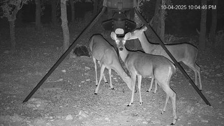 Texas Deer Feeder Live Webcam - Oct 4, 2025, 10:05pm CDT