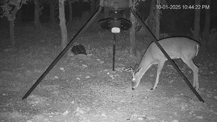 Texas Deer Feeder Live Webcam - Oct 1, 2025, 10:44pm CDT
