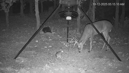 Texas Deer Feeder Live Webcam - Oct 12, 2025, 5:15am CDT