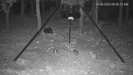Texas Deer Feeder Live Webcam - Oct 4, 2025, 6:45am CDT