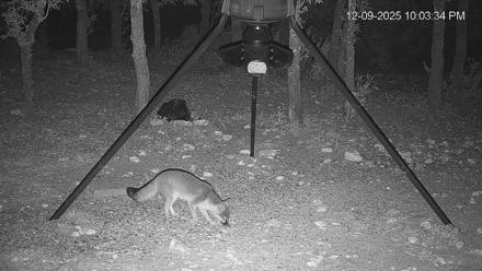 Texas Deer Feeder Live Webcam - Dec 9, 2025, 10:04pm CST