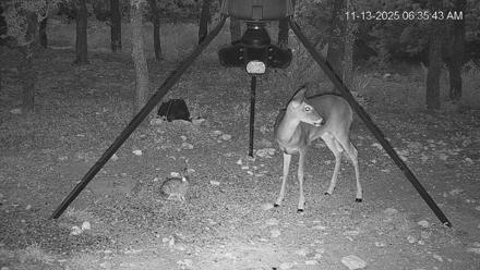 Texas Deer Feeder Live Webcam - Nov 13, 2025, 6:36am CST