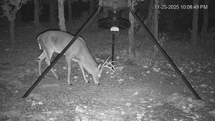 Texas Deer Feeder Live Webcam - Nov 25, 2025, 10:09pm CST