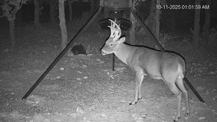 Texas Deer Feeder Live Webcam - Oct 11, 2025, 1:02am CDT
