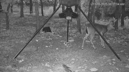 Texas Deer Feeder Live Webcam - Nov 10, 2025, 6:38am CST
