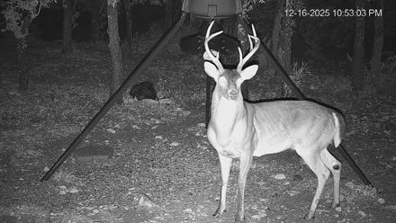 Texas Deer Feeder Live Webcam - Dec 16, 2025, 10:53pm CST