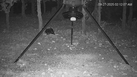 Texas Deer Feeder Live Webcam - Sep 27, 2025, 2:12am CDT