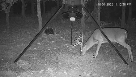 Texas Deer Feeder Live Webcam - Oct 1, 2025, 11:13pm CDT