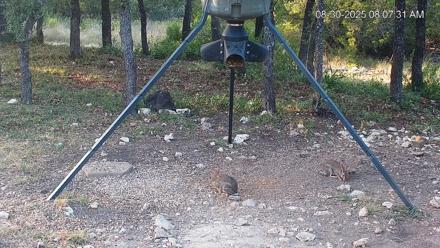 Texas Deer Feeder Live Webcam - Aug 30, 2025, 8:08am CDT