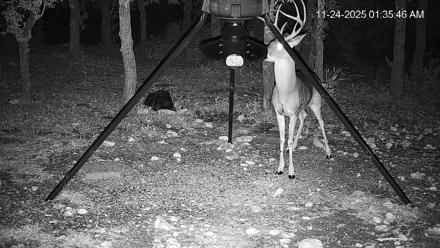 Texas Deer Feeder Live Webcam - Nov 24, 2025, 1:36am CST