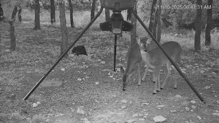 Texas Deer Feeder Live Webcam - Nov 10, 2025, 6:43am CST