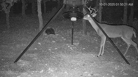 Texas Deer Feeder Live Webcam - Oct 1, 2025, 1:51am CDT