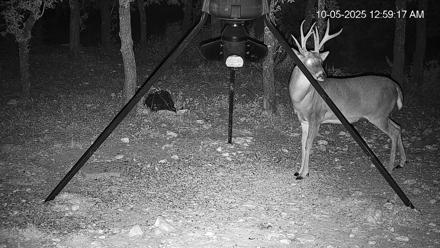 Texas Deer Feeder Live Webcam - Oct 5, 2025, 1:00am CDT