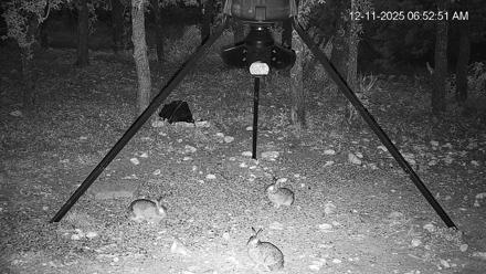 Texas Deer Feeder Live Webcam - Dec 11, 2025, 6:53am CST
