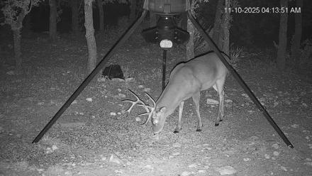 Texas Deer Feeder Live Webcam - Nov 10, 2025, 4:14am CST