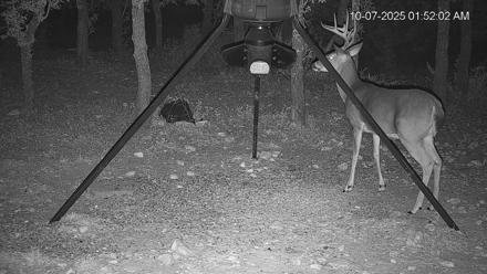 Texas Deer Feeder Live Webcam - Oct 7, 2025, 1:52am CDT
