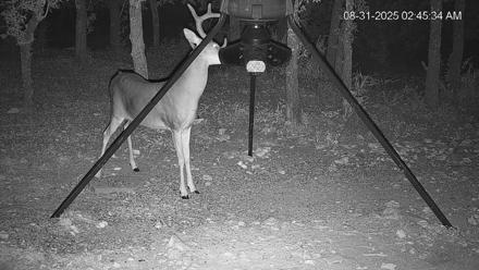 Texas Deer Feeder Live Webcam - Aug 31, 2025, 2:46am CDT