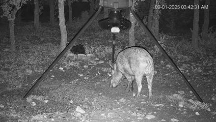 Texas Deer Feeder Live Webcam - Sep 1, 2025, 3:43am CDT
