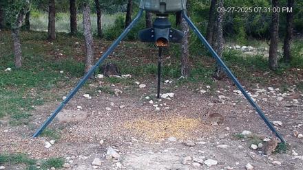 Texas Deer Feeder Live Webcam - Sep 27, 2025, 7:31pm CDT
