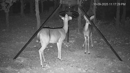 Texas Deer Feeder Live Webcam - Oct 9, 2025, 11:18pm CDT