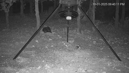 Texas Deer Feeder Live Webcam - Oct 1, 2025, 9:40pm CDT
