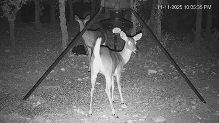 Texas Deer Feeder Live Webcam - Nov 11, 2025, 10:06pm CST